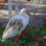 Profile Picture of Sharon Tolbert (@smt922) on Instagram