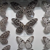 Profile Picture of Tuuri Neea (@amainamit) on Youtube