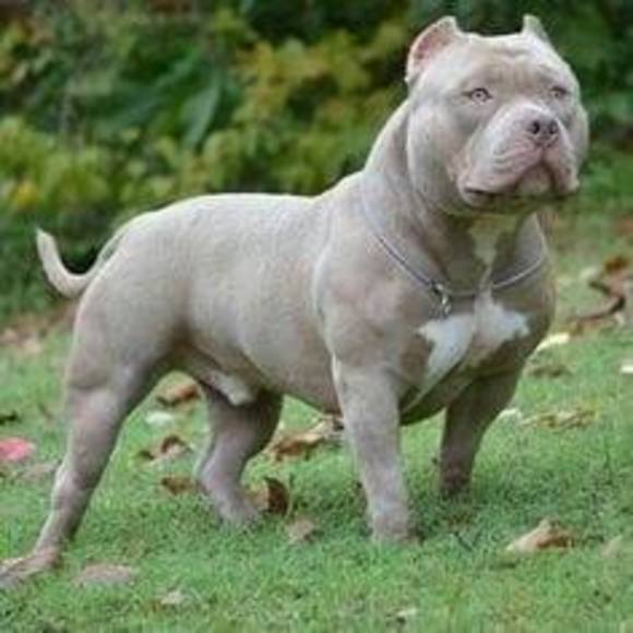 Profile Picture of Ken Price (@kenprice864) on Poshmark