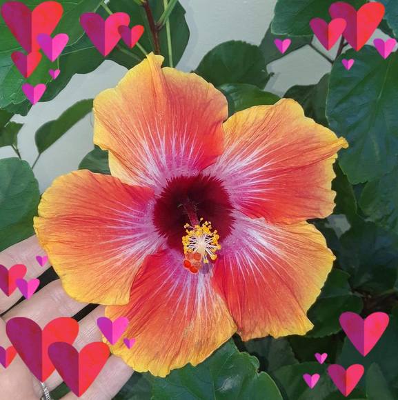 Profile Picture of Brenda Crosbie (@brenditajoy) on Poshmark