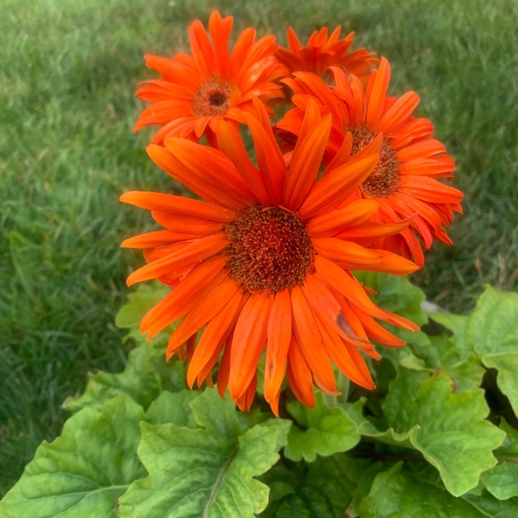 Profile Picture of Michele Heffler (@micheleheffl586) on Poshmark