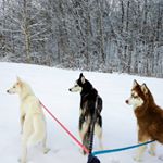 Profile Picture of Nova, Ekko & Xaya (@howling_husky_pack) on Instagram