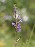 Profile Picture of Lobelia urenson Wikipedia