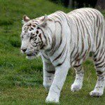 Profile Picture of Taylor Bruch (@white._.tiger) on Instagram