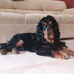 Profile Picture of Benjamin (@benjamin_the_cockerspaniel) on Instagram