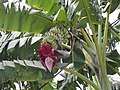 Profile Picture of Musa acuminata - Wikipediaon Wikipedia
