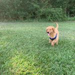 Profile Picture of Badger Ridge Spencer 🥇🐕💙 (@badger_ridge_spencer) on Instagram