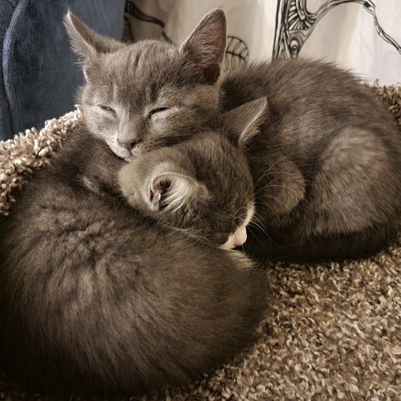 Profile Picture of Benjamin Harper (@harpie103) on Poshmark