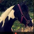 Profile Picture of   Sandra (@soulhorse4ever)... (@soulhorse4ever) on Tiktok