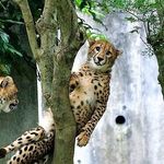 Profile Picture of てつ (@tetchan_kawakami) on Instagram