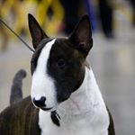 Profile Picture of Luis Flores (@prodigy_minibullterriers) on Instagram