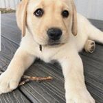 Profile Picture of Earlie Sniffin (@cabelosdajane) on Instagram