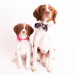 Profile Picture of Jed & Elly May Clampett 🐶 (@jed_ellymay_thebrittanys) on Instagram