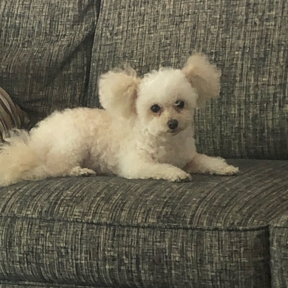 Profile Picture of Lisa Yates (@talula310) on Poshmark