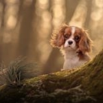 Profile Picture of Amanda Voller (@amandavollerdogphotographer) on Instagram