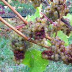 Profile Picture of Matt Pooley (@mjpooley) on Instagram