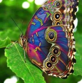 Profile Picture of Lu Botelho (@lu.botelho.315) on Facebook