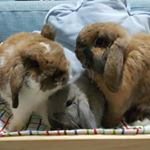 Profile Picture of L_B_K_P FAMILY (@bobo.loppy.kasper) on Instagram