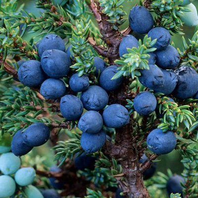 Profile Picture of 🍸 Gin Eric 🍸 (@ErikGin28) on Twitter