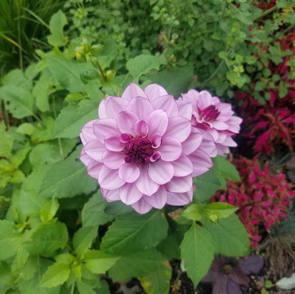 Profile Picture of Amanda Swayne (@amanda_s1) on Poshmark