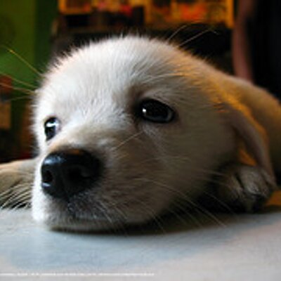 Profile Picture of Leo Nicks Lion (@LeoNAJNicksPets) on Twitter