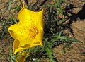 Profile Picture of List of California native plantson Wikipedia