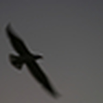 Profile Picture of Adam Cole (@adam r cole) on Flickr