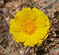 Profile Picture of Baileya multiradiataon Wikipedia
