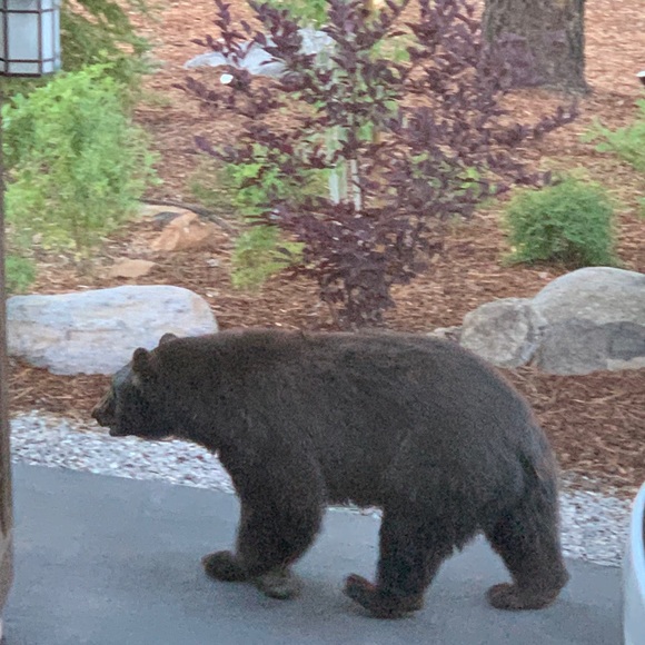 Profile Picture of Elizabeth Pluschkell (@plusch4) on Poshmark