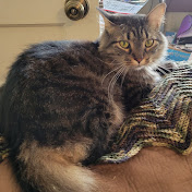 Profile Picture of Allison Chapman (@allisonchapman6664) on Youtube