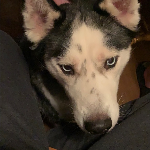 Profile Picture of Sahsha Fatica (@cheapgirl92) on Poshmark