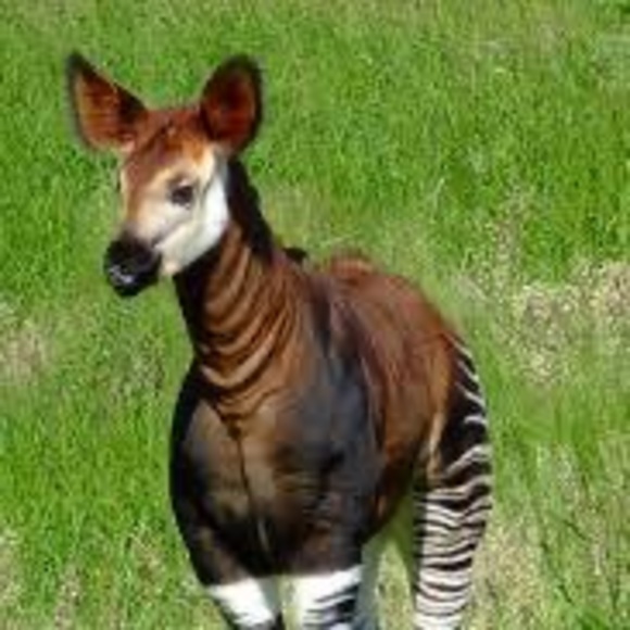 Mavedett Ngove - Poshmark Profile Picture of Mavedett Ngove (@mavedettngove) on Poshmark