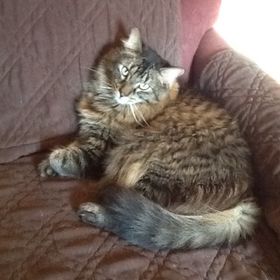 Profile Picture of Tami Rust (@manybooks2read) on Pinterest