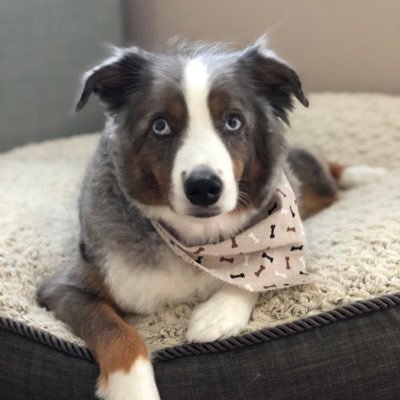 Profile Picture of Chanandler Bong (@kenneth_phan) on Twitter