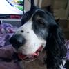 Profile Picture of Dave Stiling (@@davestiling) on Tiktok