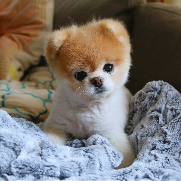 Stephanie Heidebrecht - Poshmark Profile Picture of Stephanie Heidebrecht (@bella954) on Poshmark