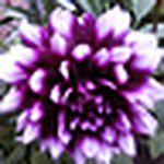 Profile Picture of jose cordova (@jose cordova) on Flickr