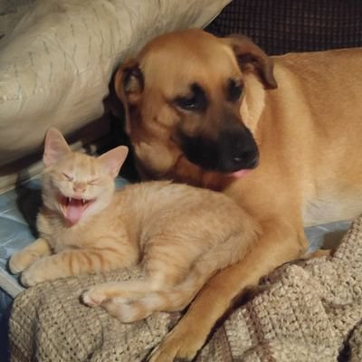 Profile Picture of Carol Lowman (@@carolskids05) on Twitter