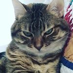 Profile Picture of Lillian Alvarado (@lillian_stella) on Instagram