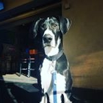 Profile Picture of Brian Davidson (@brianthegreat.dane) on Instagram