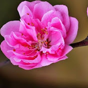 Profile Picture of Violet Ng (@dinng4445) on Youtube