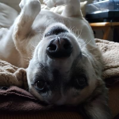 Profile Picture of Joe Sepulveda (@j_nightingale) on Twitter