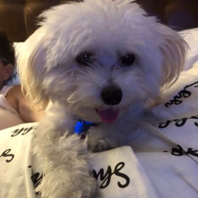 Profile Picture of Milo Lucas (@MiloLucas5) on Twitter