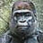 Profile Picture of Deborah Matthews (@dm2354) on Flickr