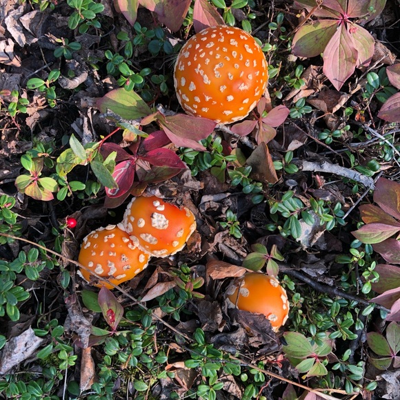 Profile Picture of L White (@lwhite907) on Poshmark