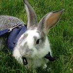 Profile Picture of Daniele Basralian (@ayerdv) on Instagram