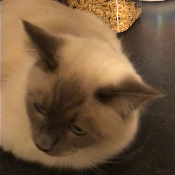 Profile Picture of Iris Xu (@pineapplefans) on Poshmark