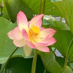 Profile Picture of Jane Woolf (@jane.woolf.77) on Facebook