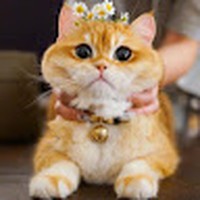 Profile Picture of Thanh Hong (@thanh-hong-22) on Quora
