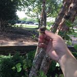 Profile Picture of Shawn Liu (@shawnliu233) on Instagram